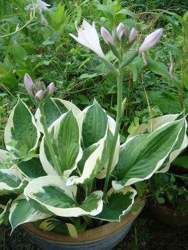 �^�N����́u��͉��|�v