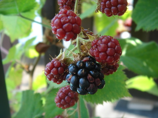 �^�N����́u��͉��|�v