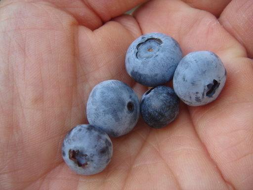 �^�N����́u��͉��|�v