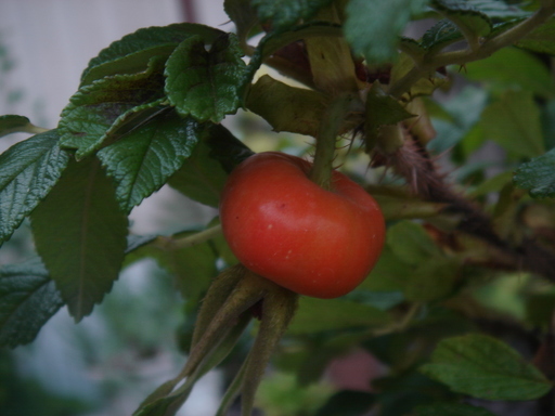 �^�N����́u��͉��|�v