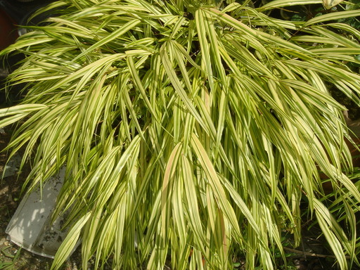 �^�N����́u��͉��|�v