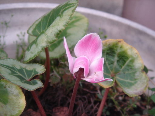 �^�N����́u��͉��|�v