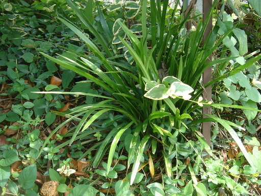 �^�N����́u��͉��|�v