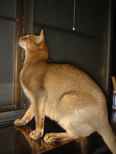 �^�N����́u��͉��|�v