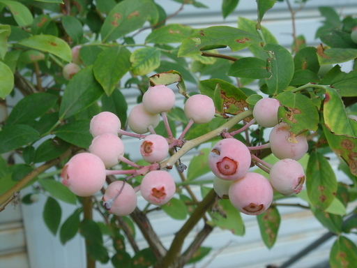 �^�N����́u��͉��|�v