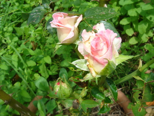 �^�N����́u��͉��|�v