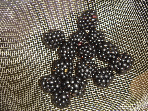 �^�N����́u��͉��|�v