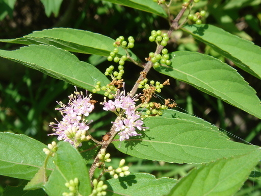 �^�N����́u��͉��|�v