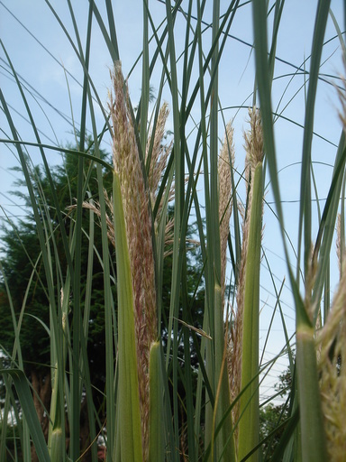 �^�N����́u��͉��|�v