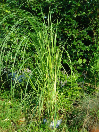 �^�N����́u��͉��|�v