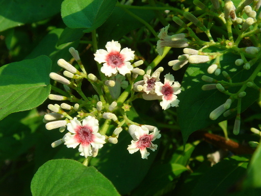 �^�N����́u��͉��|�v