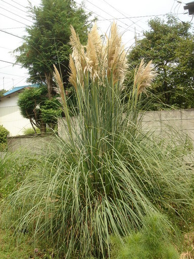 �^�N����́u��͉��|�v