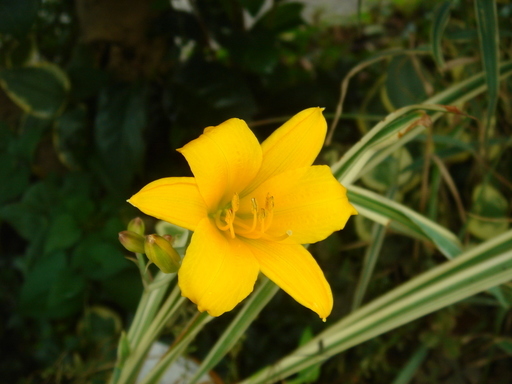 �^�N����́u��͉��|�v