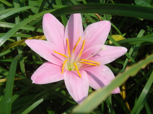 �^�N����́u��͉��|�v