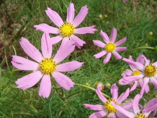 �^�N����́u��͉��|�v