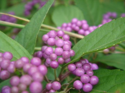 �^�N����́u��͉��|�v