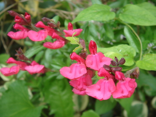 �^�N����́u��͉��|�v