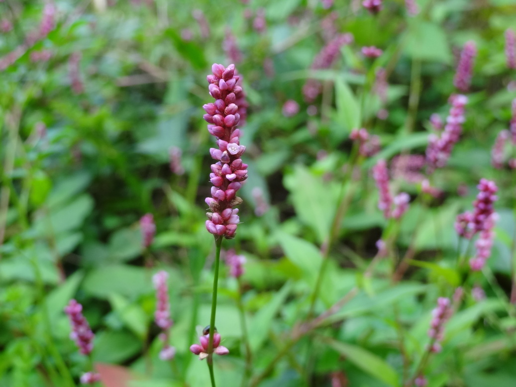 �^�N����́u��͉��|�v