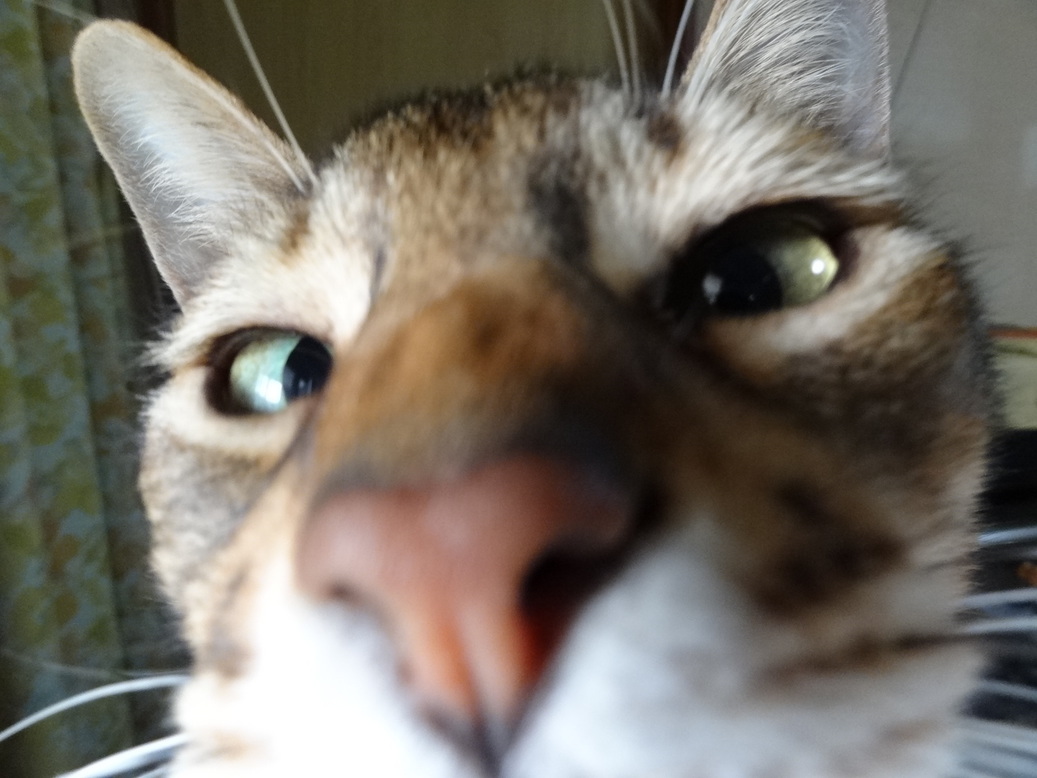 �^�N����́u��͉��|�v