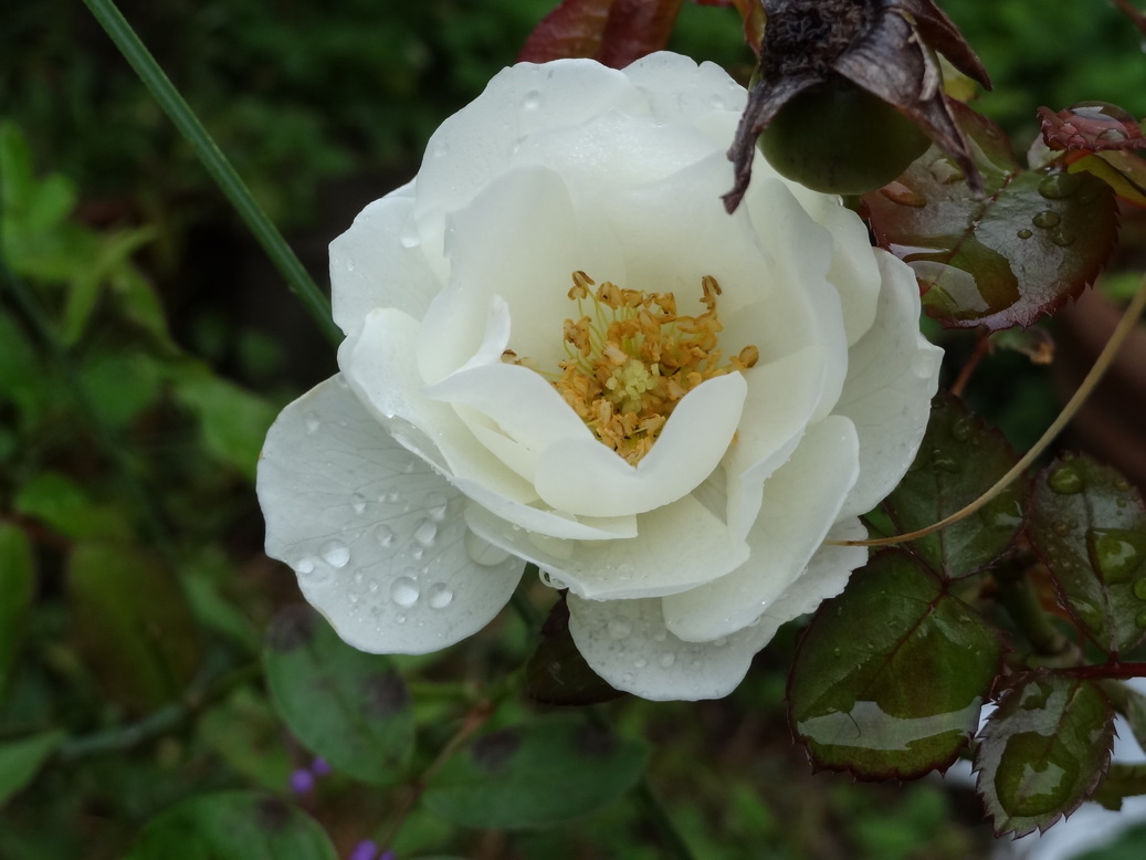 �^�N����́u��͉��|�v