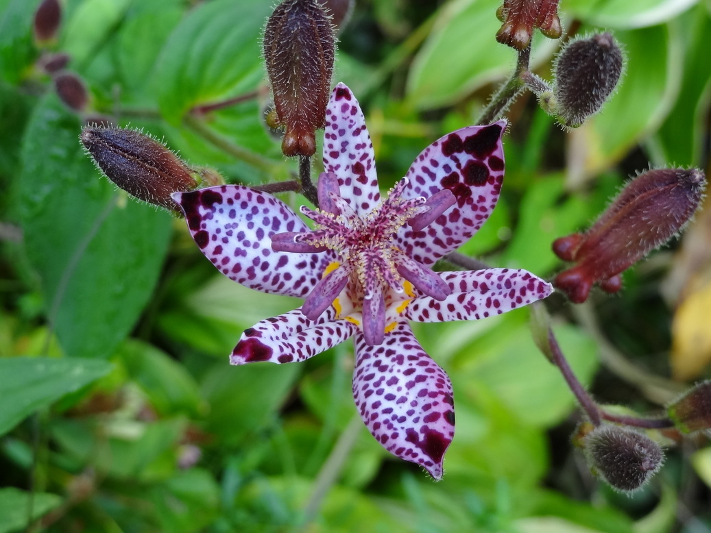 �^�N����́u��͉��|�v