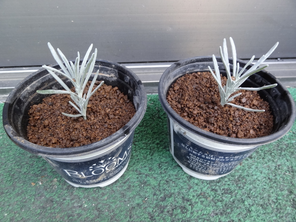 �^�N����́u��͉��|�v