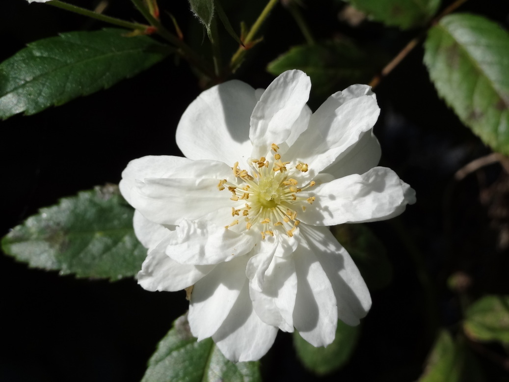 �^�N����́u��͉��|�v