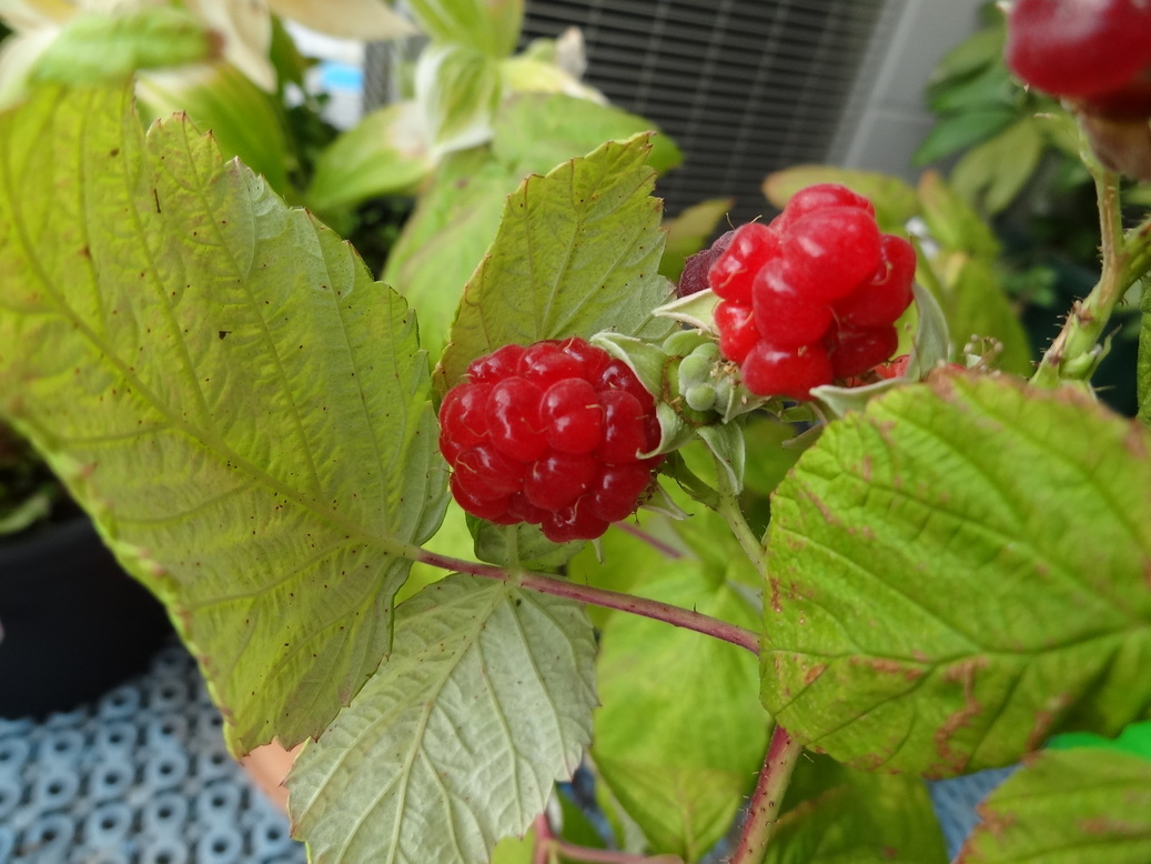 �^�N����́u��͉��|�v