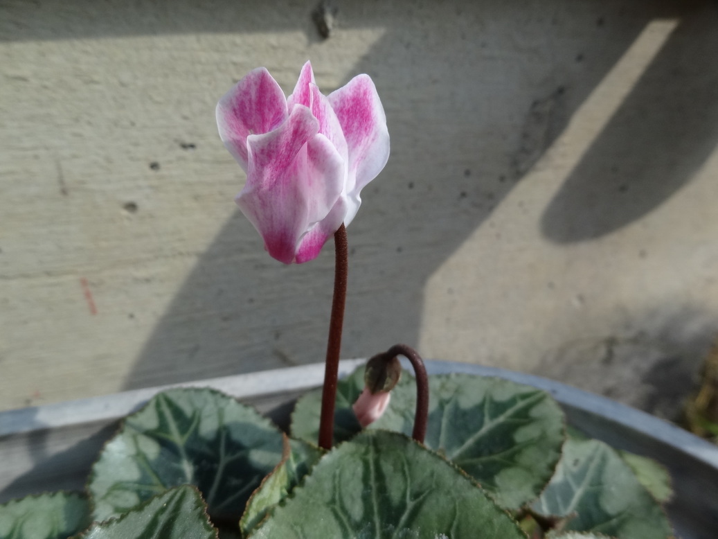 �^�N����́u��͉��|�v