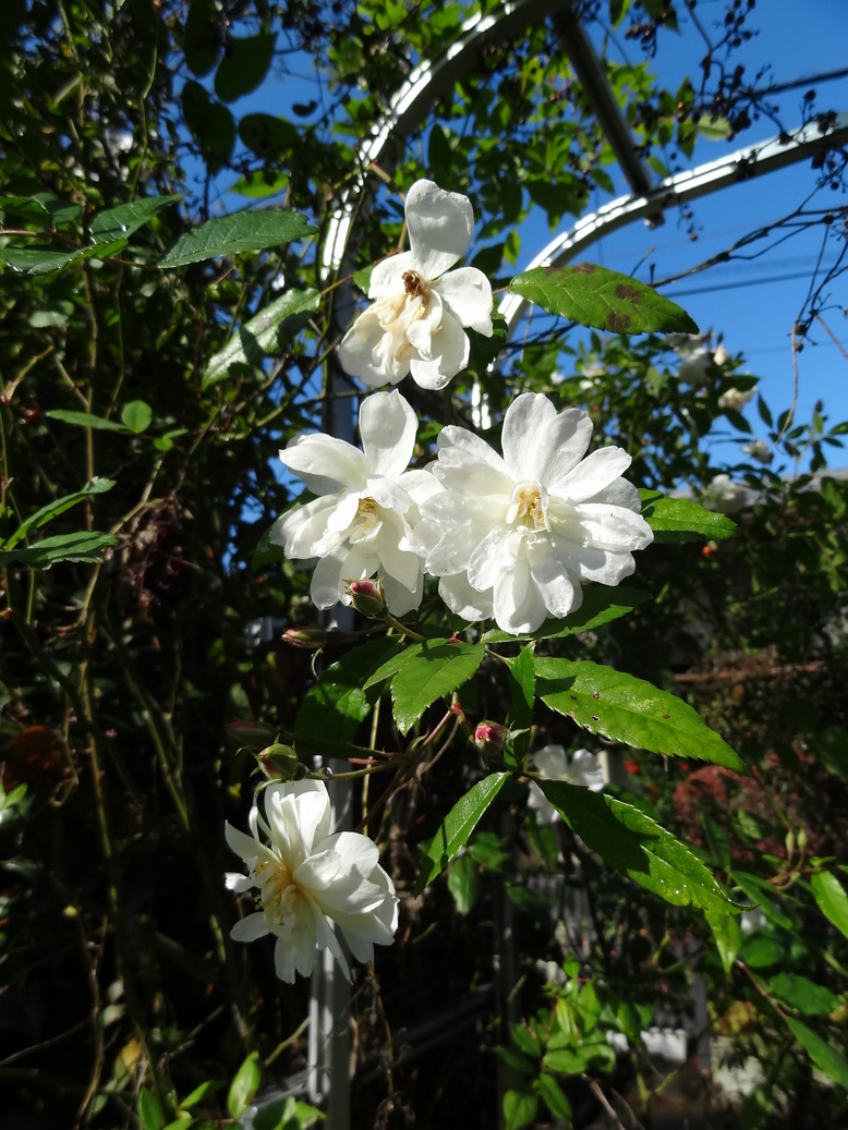 �^�N����́u��͉��|�v