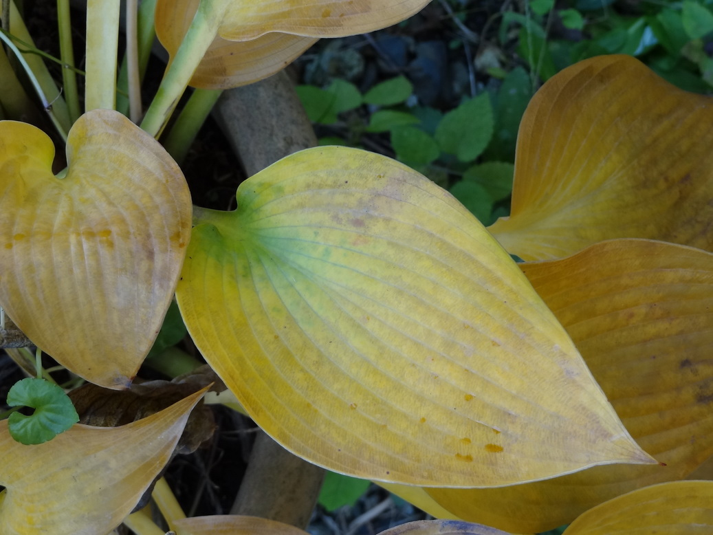 �^�N����́u��͉��|�v