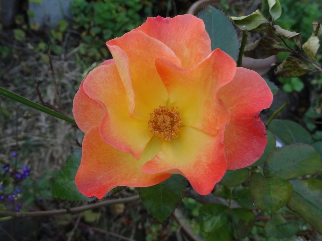 �^�N����́u��͉��|�v