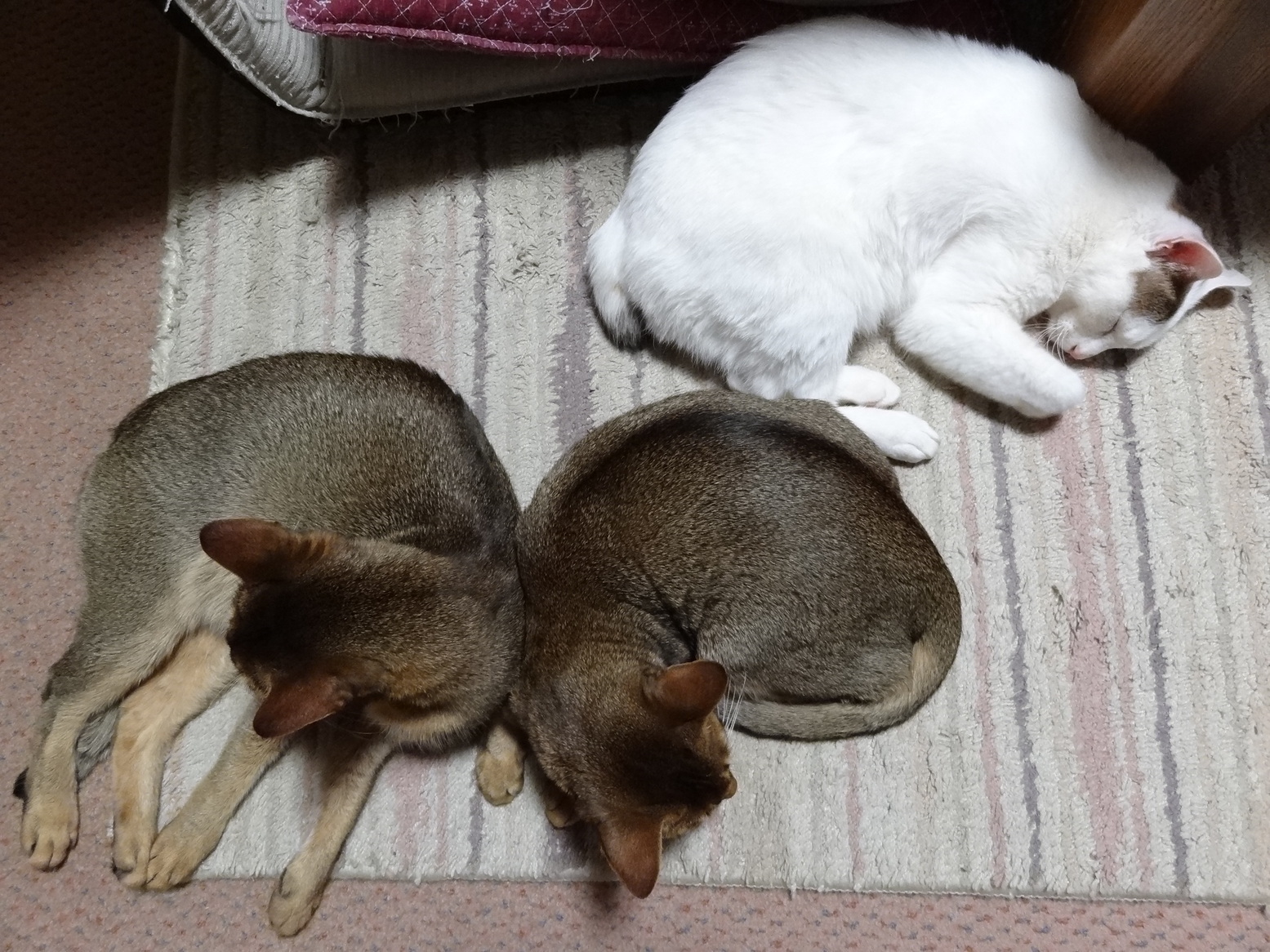 �^�N����́u��͉��|�v