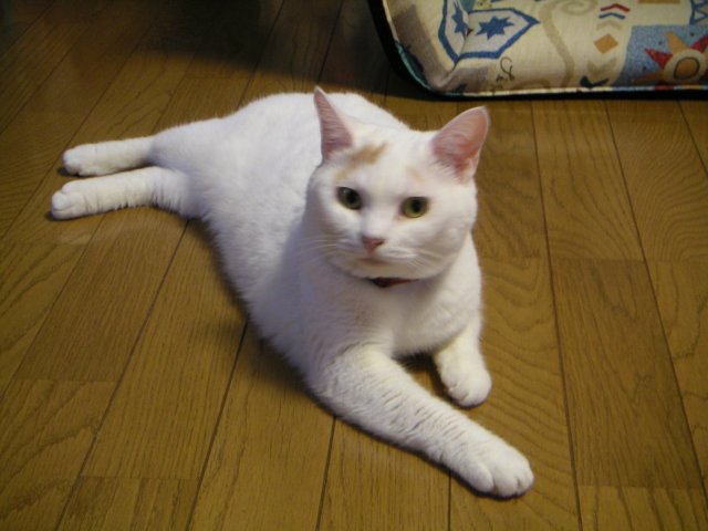 ���܂̕s������L