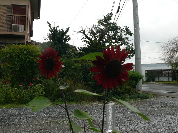 ���܂̕s������L