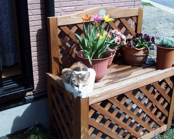 ���܂̕s������L