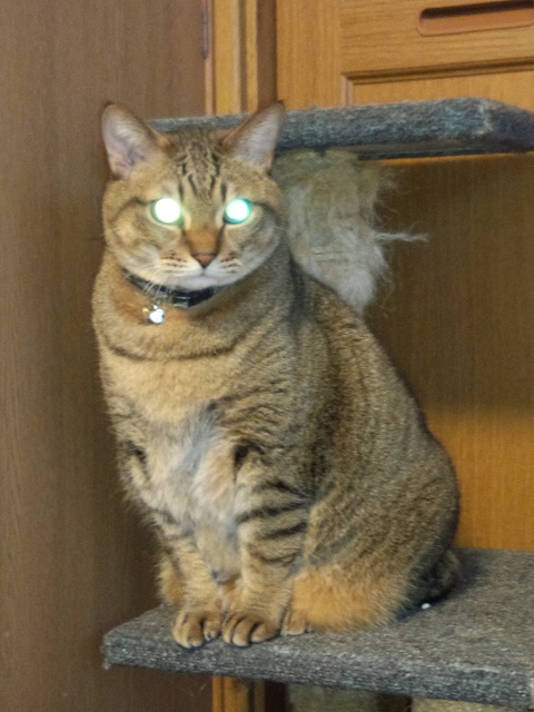 ���܂̕s������L