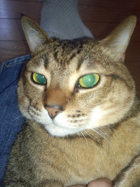 ���܂̕s������L