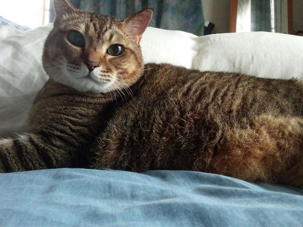 ���܂̕s������L