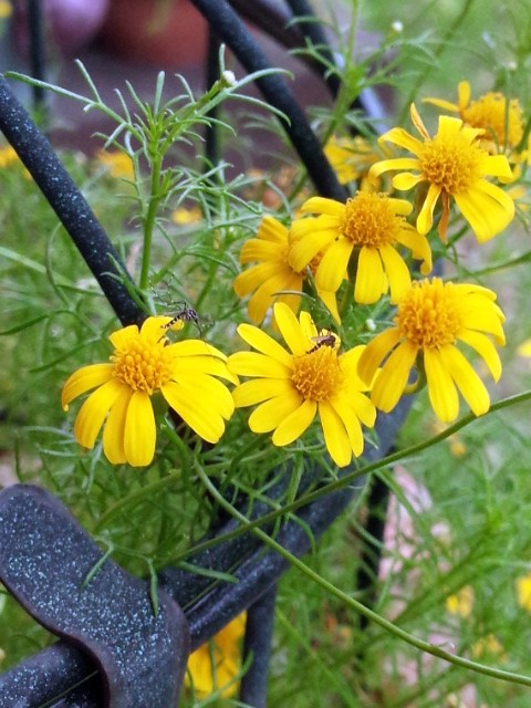 ���܂̕s������L