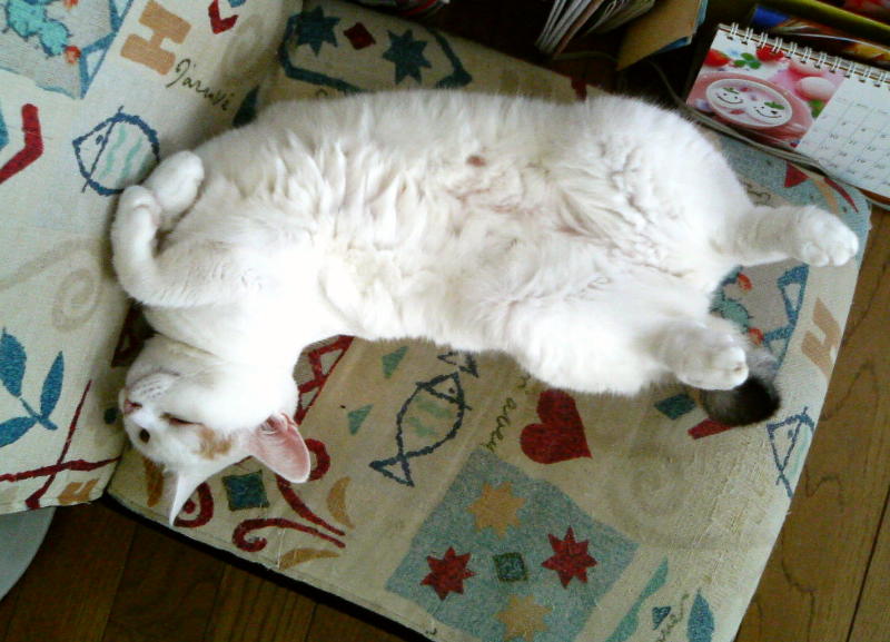 ���܂̕s������L