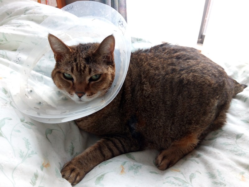 ���܂̕s������L