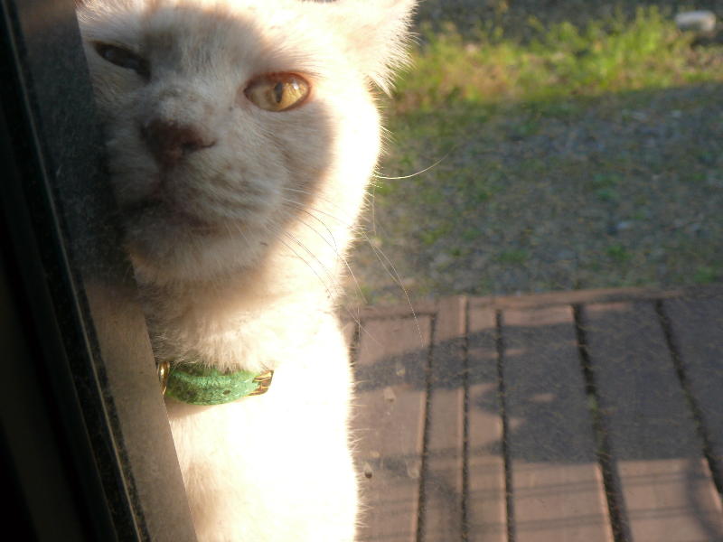 ���܂̕s������L