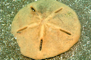 ���܂̕s������L