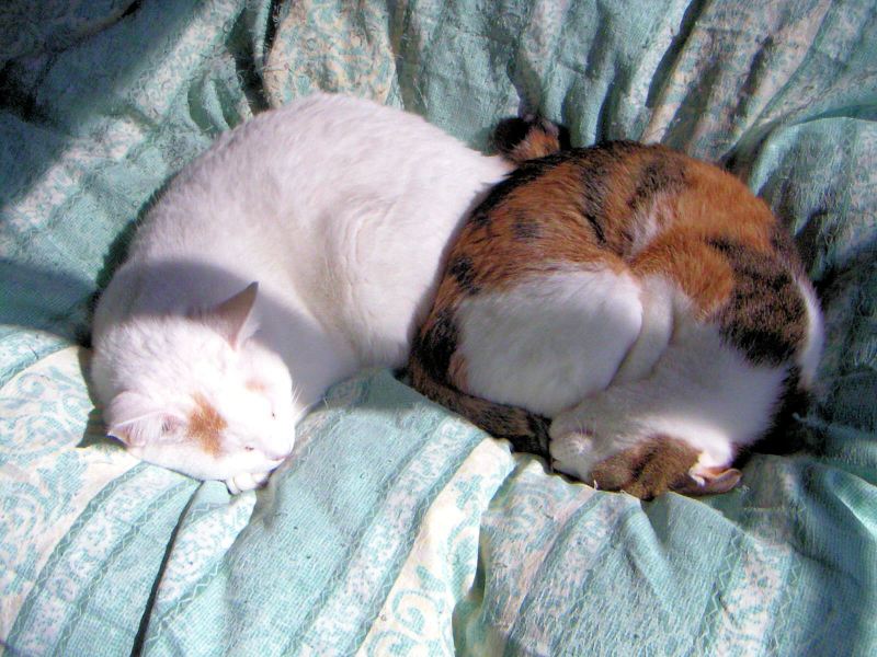 ���܂̕s������L