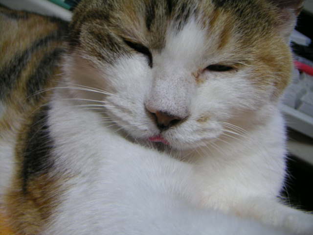 ���܂̕s������L