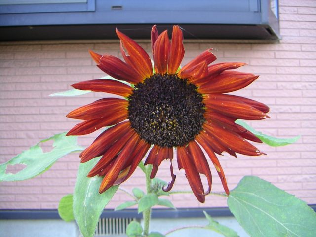 ���܂̕s������L