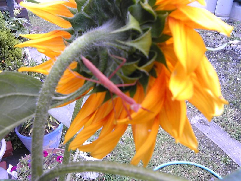 ���܂̕s������L