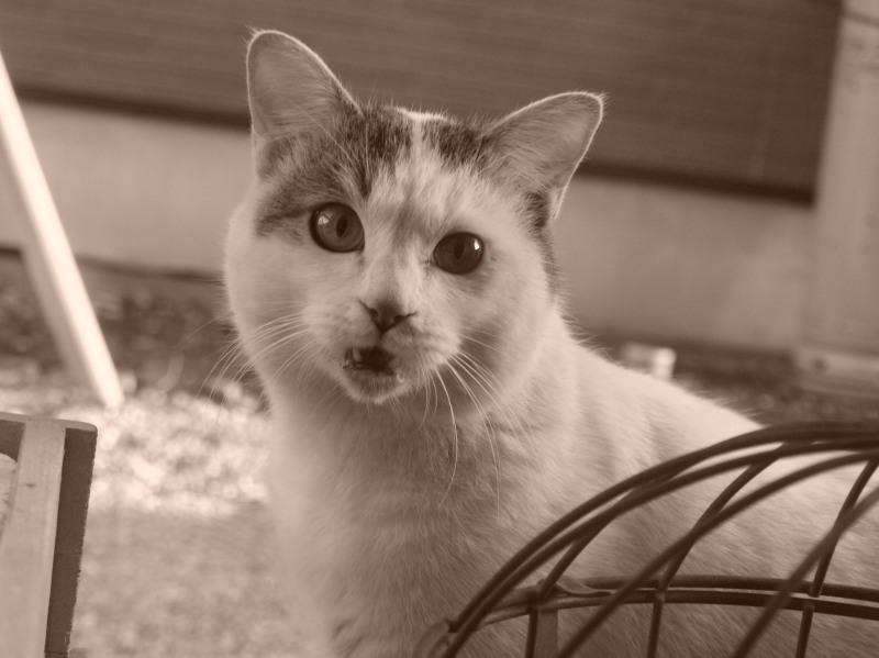 ���܂̕s������L