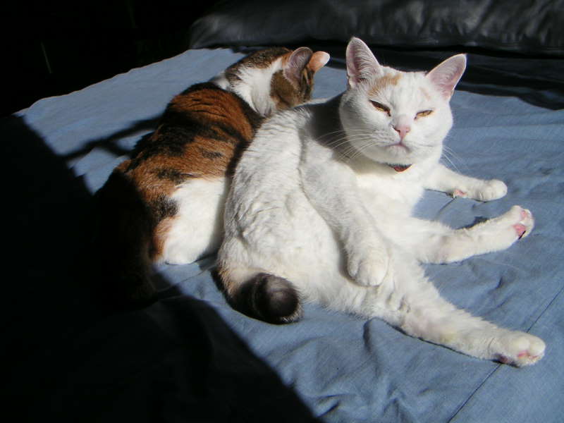 ���܂̕s������L